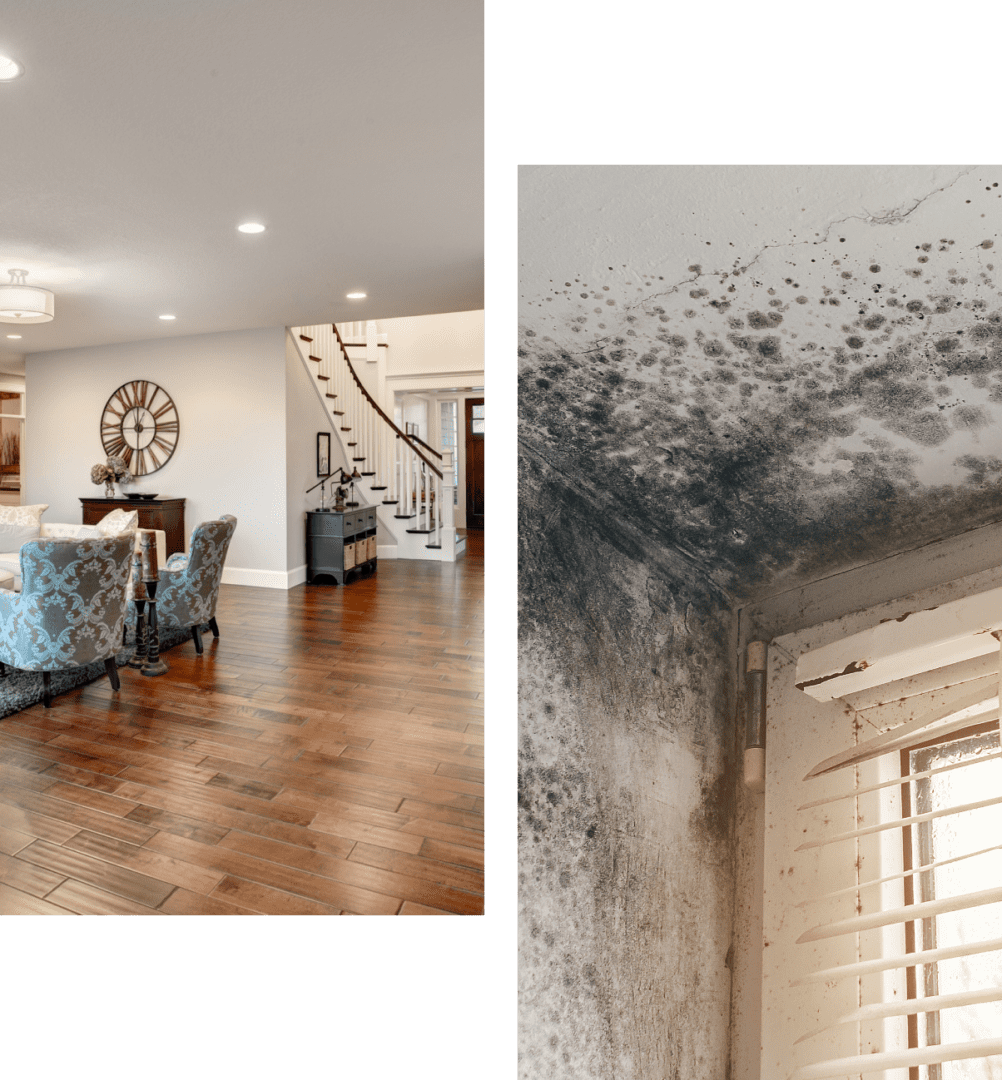 Elegant living room; moldy corner with blinds.