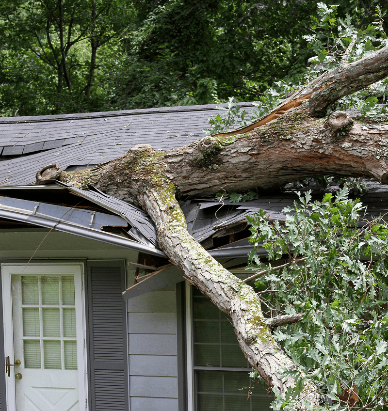 Fallen tree on house roof causing damage.